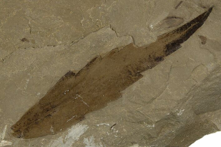 Eocene Fossil Sumac (Rhus) Leaf - Green River Formation, Utah #334356